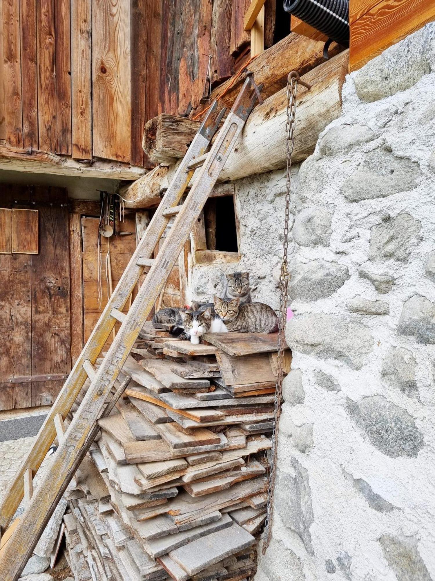 Villa Alpina Campiglio مادونا دي كامبيليو المظهر الخارجي الصورة