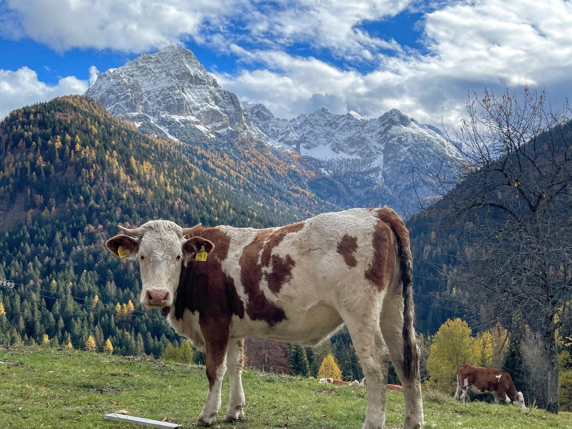 Villa Alpina Campiglio مادونا دي كامبيليو المظهر الخارجي الصورة
